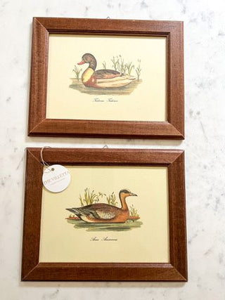 Italian Duck Art Prints Set of 2 (Sourced in Umbria, Italy)