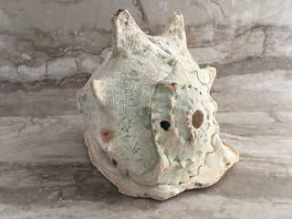 Large "Queen Conch" decorative shell, 10 x 9.5", CH