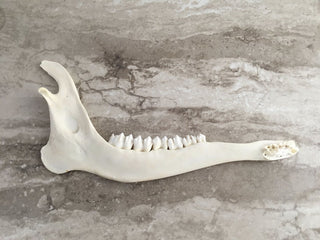 Vintage bleached cow jawbone, 9.5 x 5", CH