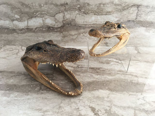 Taxidermy alligator heads (set of 2) FIRM, 6.5 x 4", 6 x 3" CH