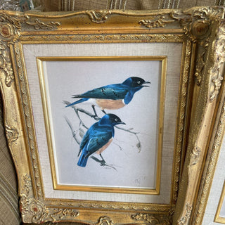 Vintage set of African Birds in gilded frames