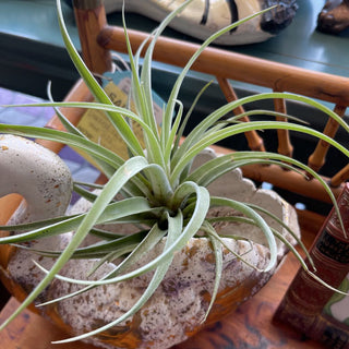 Large Air Plants