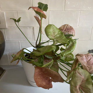 Pink arrowhead plant in white ceramic pot