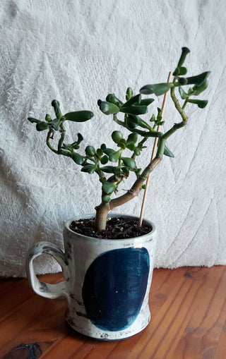 LIVE Jade Bonsai Plant in Local Artisan Made Mug FIRM - IN-STORE PICKUP ONLY