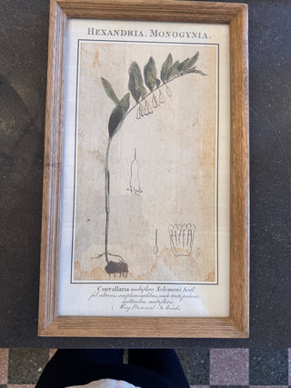 Botanical Print in Wooden Frame | Assorted Styles