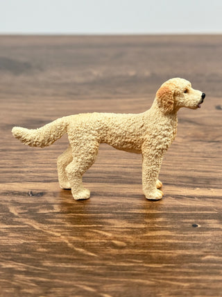 Goldendoodle