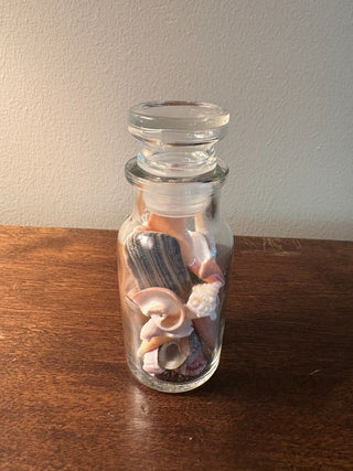 seashells in jar