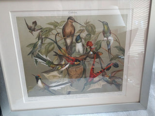 1905 Lithograph Orig. Hummingbirds from Germany