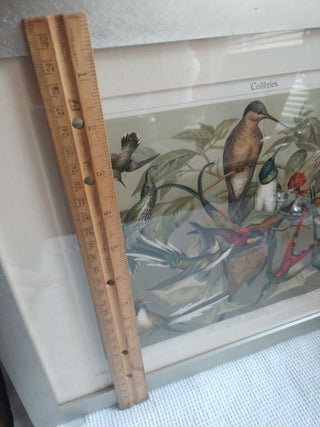 1905 Lithograph Orig. Hummingbirds from Germany