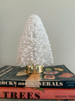 mini bottlebrush tree