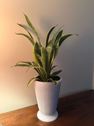 snake plant in milkglass vase