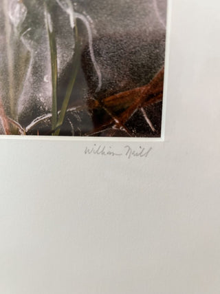 Signed William Neill Nature Photograph - Portrait