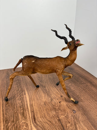 Antique Taxidermy Blackbuck Twisted Horn Antelope