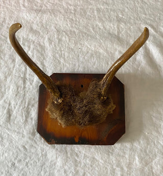 Mounted deer antlers