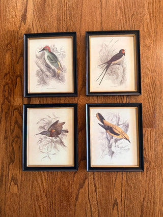 Sunbird Ornithological Print