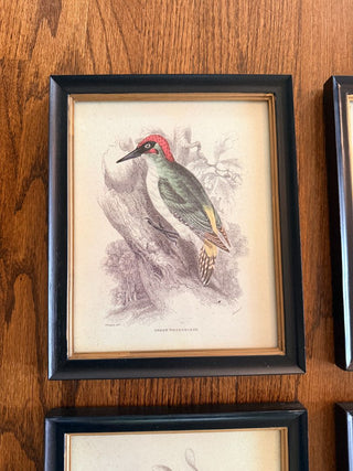Green Woodpecker Ornithological Print