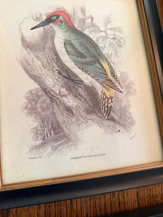 Green Woodpecker Ornithological Print