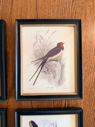 Chimney Swallow Ornithological Print
