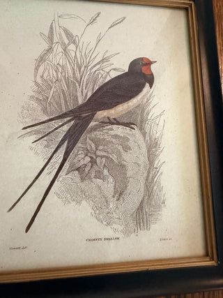 Chimney Swallow Ornithological Print