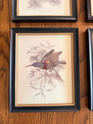 Sunbird Ornithological Print