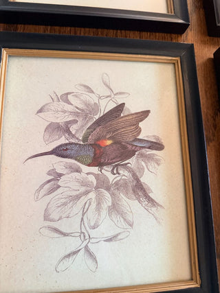 Sunbird Ornithological Print