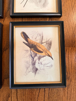 Golden Oriole Ornithological Print