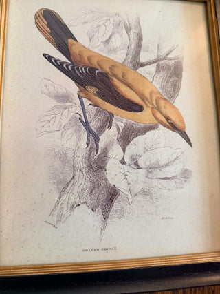 Golden Oriole Ornithological Print