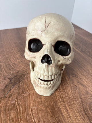 Skull (Hinged Jaw)