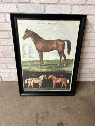 Anatomical Model of the Horse