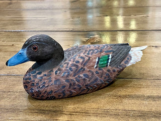 Blue Billed Duck