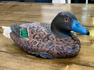 Blue Billed Duck