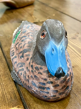 Blue Billed Duck