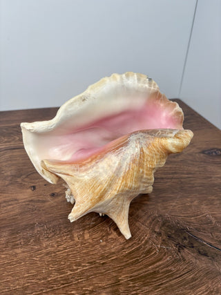 Conch Shell