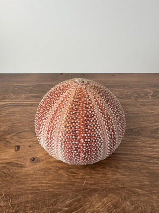 Sea Urchin Shell
