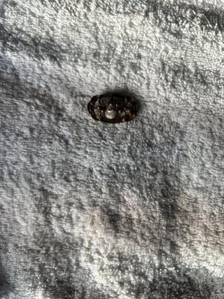 Antique Brass Brooch White Cabochon