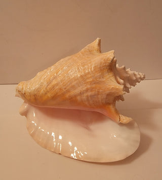 Conch shell