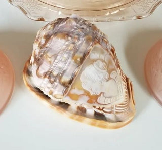 Italian Carved Conch Shell Cameo Seashell