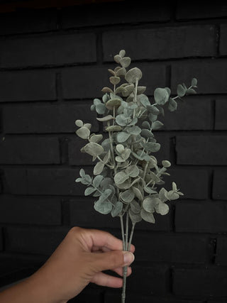 Eucalyptus Stem