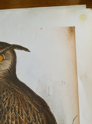 As Is, Eagle Owl print