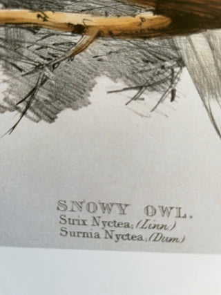 Snowy Owl print, Witley Press