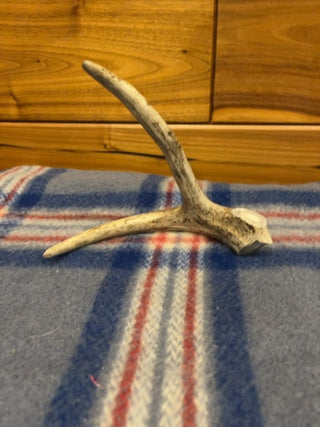 Deer antler