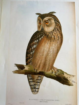 Eastern Great Horned Owl print, Witley Press