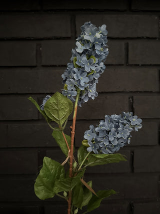 Blue Hydrangea Stem