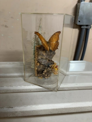 Vintage Malay Crusier Butterfly  Diorama #519