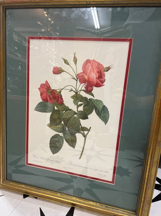 Vintage Redoute Roses Print