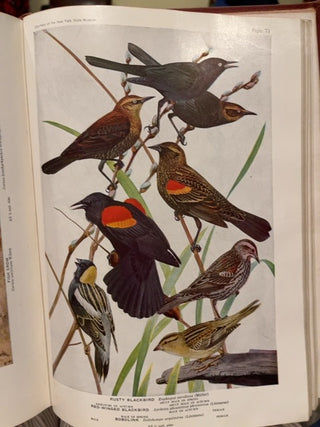 Birds of America c:1936