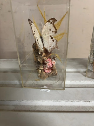 Vintage Forest Mother-of-Pearl Butterfly Diorama #521