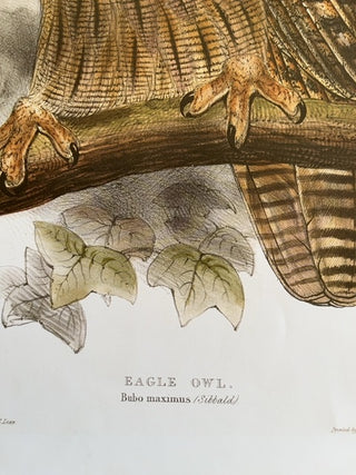 As Is, Eagle Owl print