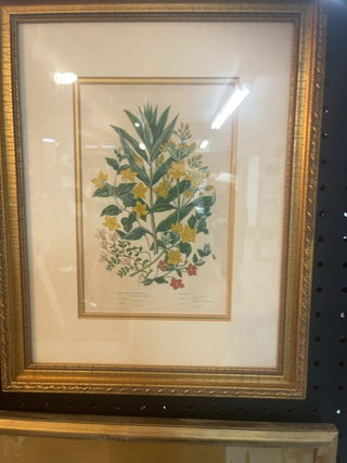 Botanical in gilded Frame