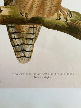 Eastern Great Horned Owl print, Witley Press